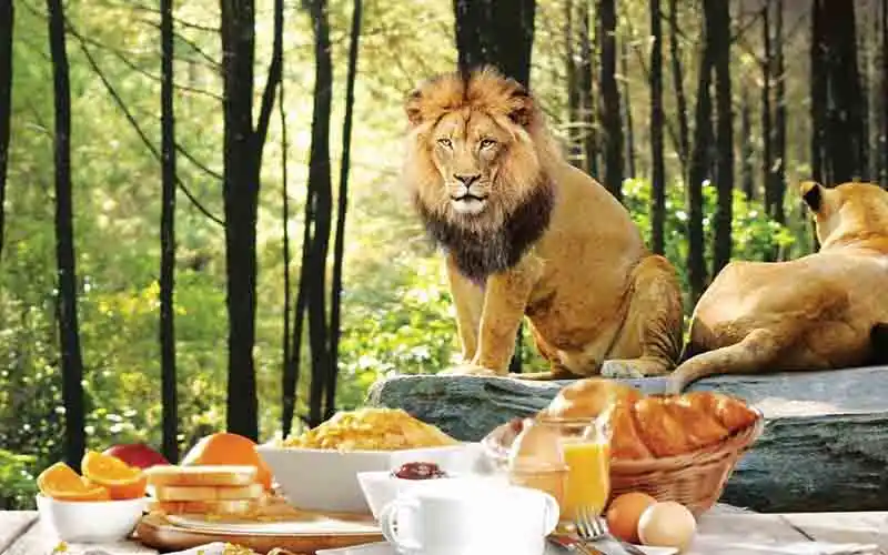 breakfastwithlion packages breakfastwithlion packages